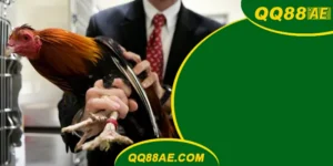 Đá Gà Thomo QQ88