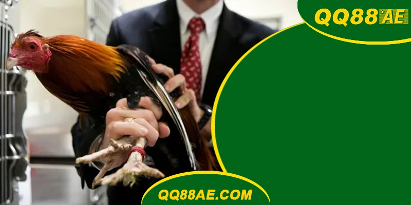 Đá Gà Thomo: Bí Kíp Xem Tướng & Chốt Kèo Chuẩn QQ88 7 Đá Gà Thomo QQ88