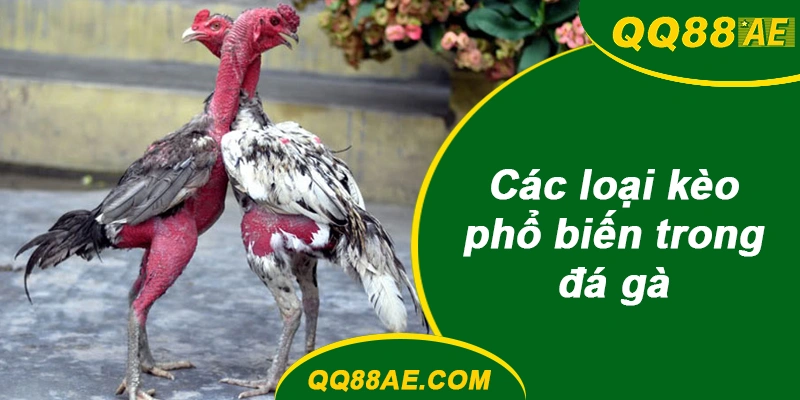 Đá Gà Thomo: Bí Kíp Xem Tướng & Chốt Kèo Chuẩn QQ88 9 Các loại kèo phổ biến trong đá gà QQ88