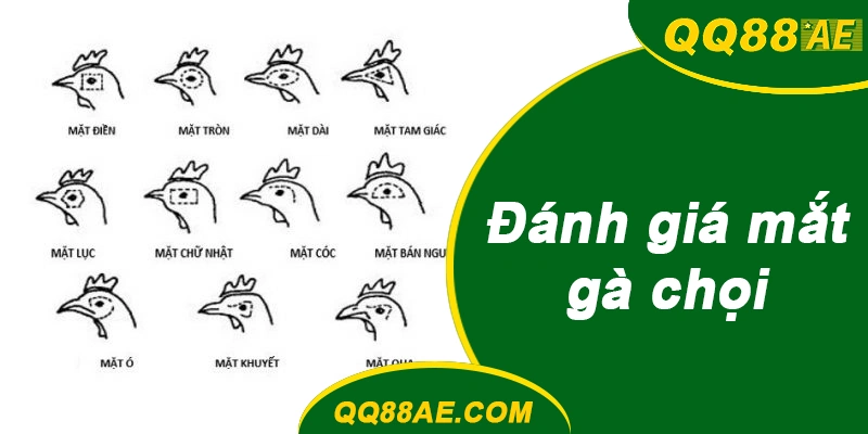 Đá Gà Thomo: Bí Kíp Xem Tướng & Chốt Kèo Chuẩn QQ88 8 Đánh giá mắt, mỏ và lông vũ